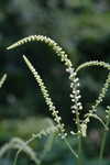 Black bugbane <BR>Black cohosh